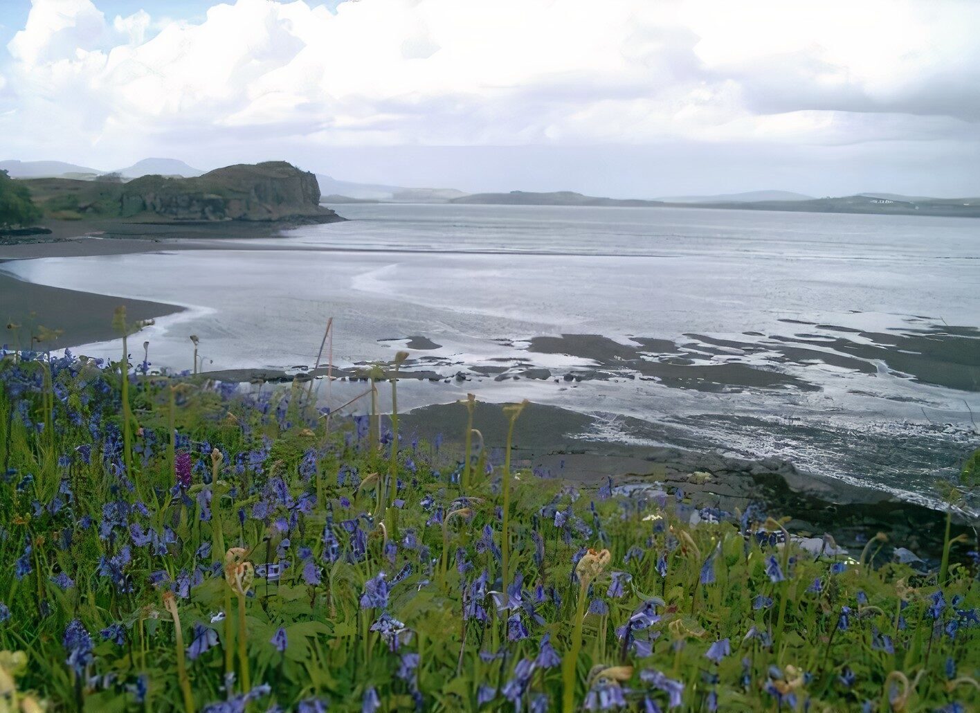 Bluebells at Fiscavaig Bay